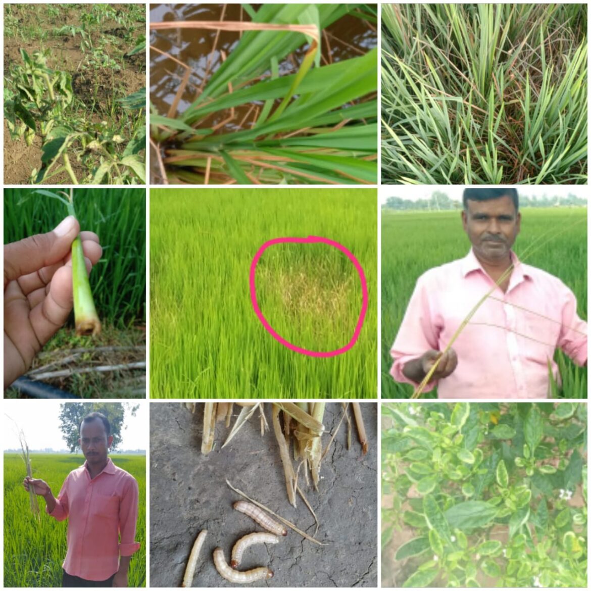 किसानों को फसल में कीट एवं रोग नियंत्रण की जानकारी दी