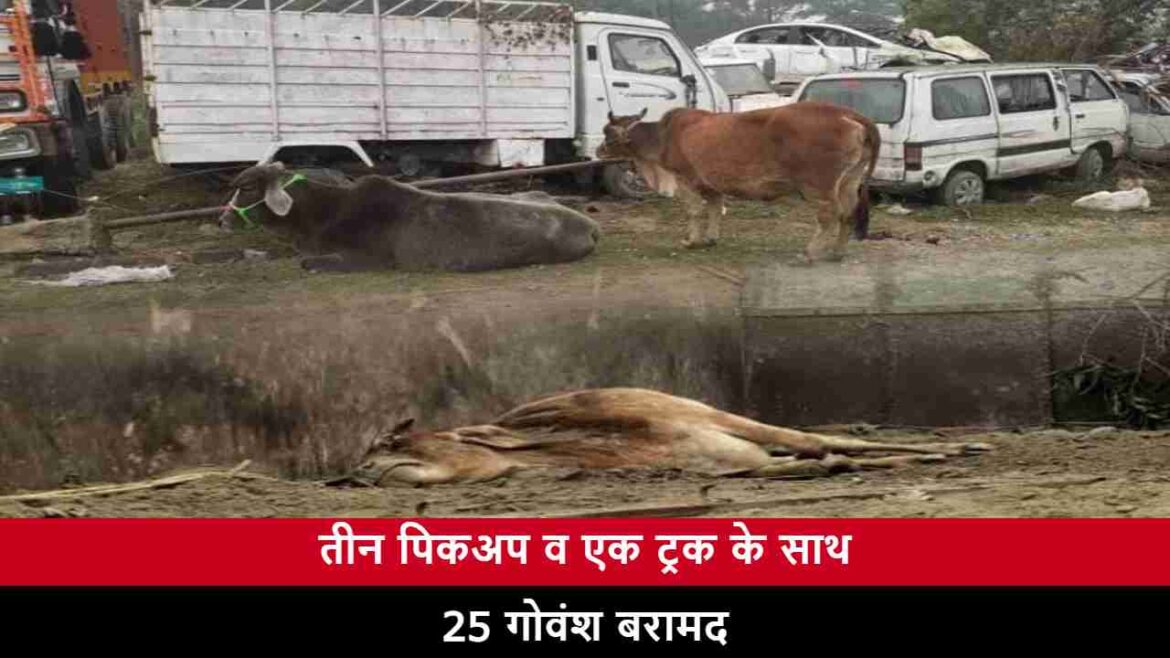 तीन पिकअप व एक ट्रक के साथ 25 गोवंश बरामद