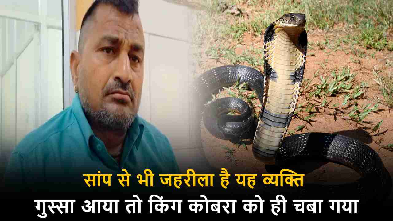 This person is more poisonous than a snake and when he got angry, he chewed on the king cobra.