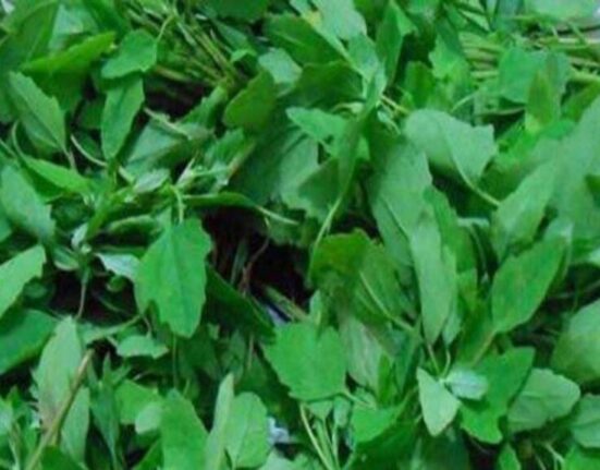 Bathua greens are rich in iron, menstruation will also become regular