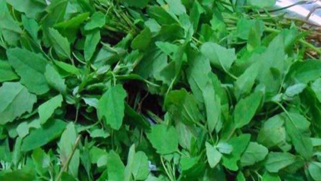 Bathua greens are rich in iron, menstruation will also become regular